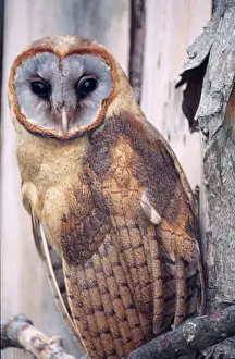 Caribbean Prints: Ashy-faced barn Owl Confined to Tortuga Island, Hispaniola