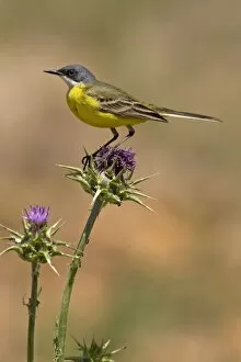 Images Dated 16th May 2006: Ashy-headed Wagtail - in habitat