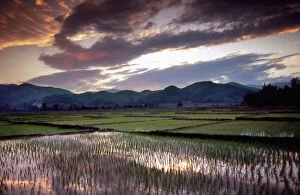 Burma Gallery: Asia, Burma (Myanmar) Rice paddy refects