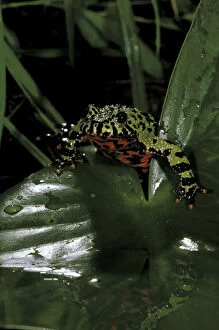 Asia, China. Fire belly toad (Bombina orientalis)