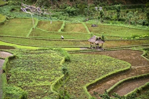 Asia, Indonesia, East Bali. Rice fields