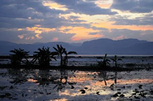 Images Dated 11th February 2010: Asia, Myanmar (Burma), Lake Inle. Sunset