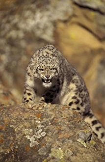 Asia. Snow leopard (Panthera uncia uncia)