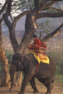 Riding Gallery: Asia, Thailand, Ayuthaya. Mahout (elephant)