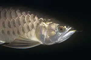 Asian Arowana