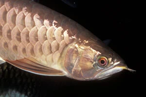 Images Dated 9th February 2005: Asian Arowana Threatened. Quiet rivers of Southeast Asia