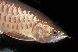 Freshwater Prints: Asian Arowana Threatened. Quiet rivers of Southeast Asia