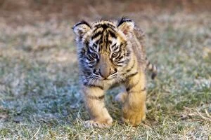 Images Dated 17th May 2012: Asian / Bengal Tiger - cub