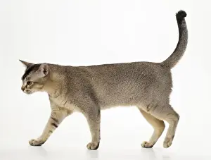 asian-black-ticked-tabby-cat-