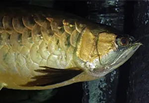 Asian Bonytongue / Asian Arawana - blackwater streams in South Easet Asian forests. Burma to Malaysia. CITES Appendix 1, Endangered species