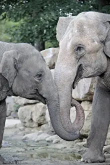 Asian Elephant - 2 animals with trunks entwined, Emmen, Holland