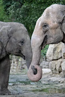 Nose Collection: Asian Elephant - 2 animals with trunks entwined, Emmen, Holland