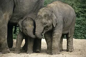 Asian Elephant - 2 young animals playing, Emmen, Holland