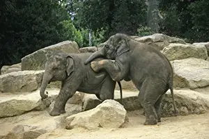 Asian Elephant - 2 young animals playing, Emmen, Holland