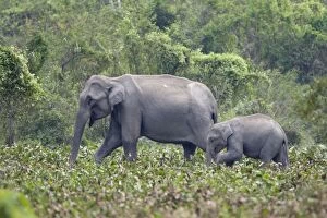 Images Dated 12th November 2010: Asian Elephant - adult and calf