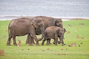 Images Dated 29th April 2014: Asian Elephant / Asiatic Elephant