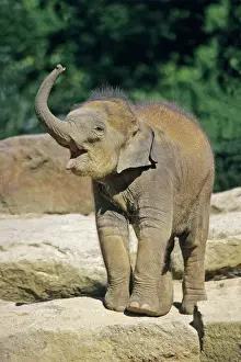 Asian Elephant - baby animal trumpeting, Emmen, Holland