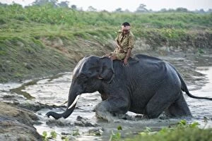 Images Dated 10th November 2010: Asian Elephant - bathing with Mahout on back