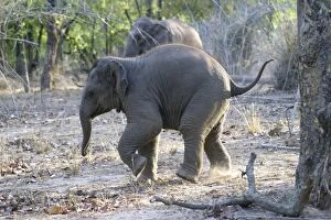 Images Dated 1st May 2003: Asian elephant - calf Bandhavgarh NP India