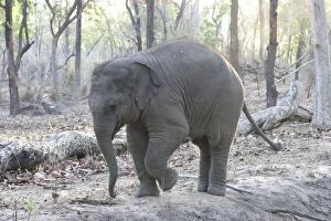 Images Dated 1st May 2003: Asian elephant - calf Bandhavgarh NP India