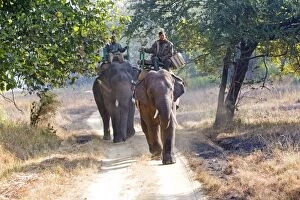 Asian Elephant - carrying wardens of the park looking