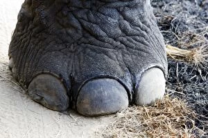 Asian Elephant - close up of foot