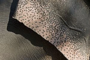 Asian Elephant - close-up of ear