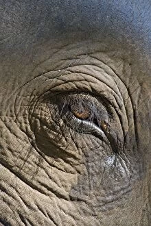 Dec2014, 5, asian elephant close up eye
