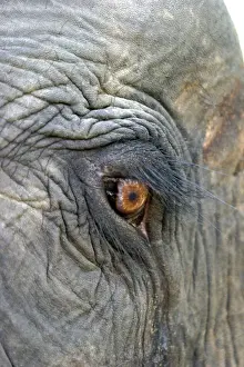 Asian elephant - close-up of eye and surrounding skin in detail Bandhavgarh NP India
