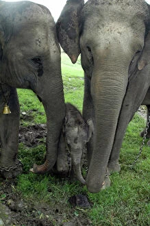 Protection Collection: Asian Elephant, Domestic mother, auntie and calf 3 days old