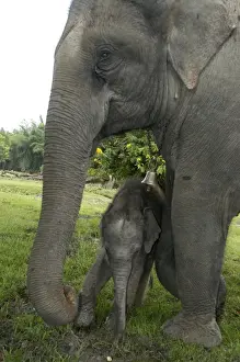 Parental Care Prints: Asian Elephant, Domestic mother and calf 3 days old. India
