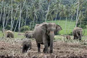 Images Dated 27th June 2007: Asian Elephant: farm crops beyond, Sri Lanka