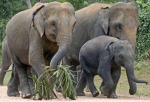 Images Dated 27th June 2007: Asian Elephant: females with juvenile
