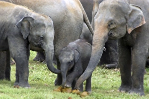 Images Dated 27th June 2007: Asian Elephant - females showing baby elephant dung, investigating by touch