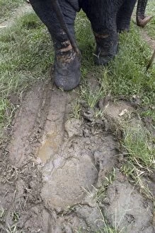 Asian Elephant: footprints in mud