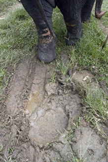 Images Dated 27th June 2007: Asian Elephant: footprints in mud, Sri Lanka