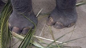 Images Dated 27th June 2007: Asian Elephant: forefeet, Sri Lanka