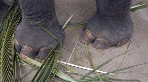 Images Dated 27th June 2007: Asian Elephant: forefeet, Sri Lanka