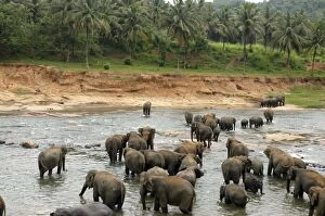 Images Dated 27th June 2007: Asian Elephant: herd bathing in the river, Elephant Orphanage, Sri Lanka