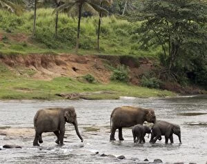 Asian Elephant: herd bathing in the river