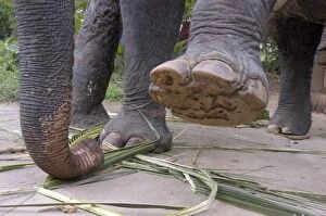 Asian Elephant: left forefoot raised to show sole