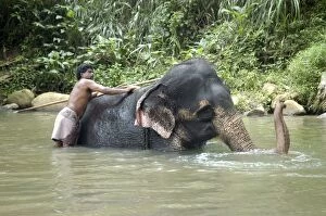 Images Dated 27th June 2007: Asian Elephant: mahout bathing his elephant, Sri Lanka