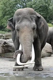 Tusks Prints: Asian Elephant - mature bull with extremely long tusks, Emmen, Holland