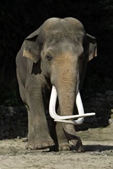 Asian Elephant - mature bull with extremely long tusks