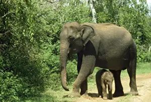 Vulnerable Prints: Asian Elephant - mother & baby Sri Lanka