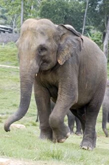 Images Dated 27th June 2007: Asian Elephant - Orphanage - Sri Lanka
