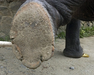 Images Dated 27th June 2007: Asian Elephant: right hindfoot raised to show sole, Sri Lanka