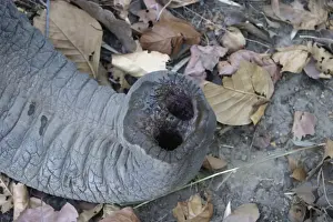 Asian elephant - trunk and nostril in detail Bandhavgarh NP India