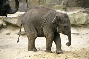 Asian Elephant - young animal, Emmen, Holland