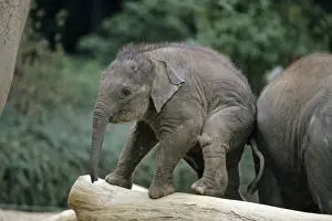 Asian Elephant - young animal playing on tree trunk, Emmen, Holland
